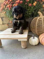 Sally , a female Miniature Bernedoodle for sale in Stella, MO – 2 of 4