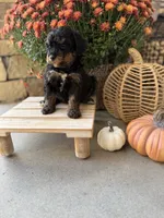 Sally , a female Miniature Bernedoodle for sale in Stella, MO – 4 of 4