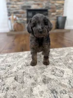 Cider , a male Miniature Goldendoodle for sale in Stella, MO – 4 of 4