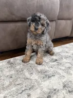Waffles , a female Miniature Goldendoodle for sale in Stella, MO – 4 of 5