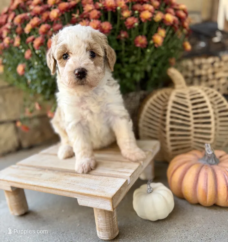 Linus , a male Miniature Bernedoodle for sale in Stella, MO – 1 of 3