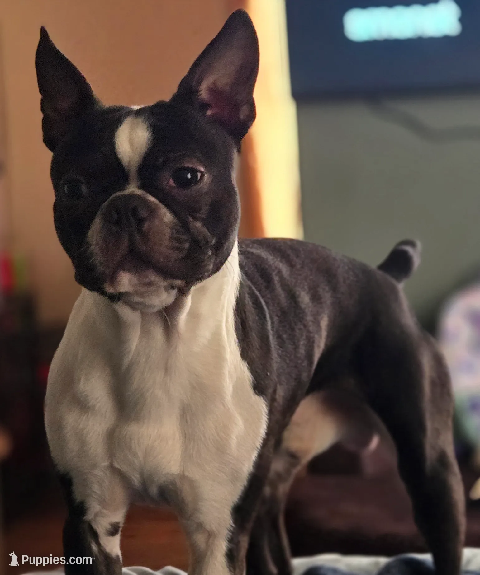 processed/cb1646f6-f37f-4591-8f57-b96d7ba19ab8/listing/fb9e14e4-4fc8-4544-a5ab-039da511ab99/61958d16-9336-46f3-8b3f-1d0a273d360e