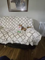 Skip 4-way clear , a male Pembroke Welsh Corgi for sale in Fayetteville, TN – Photo 3 of 10