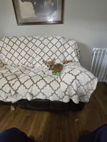 Skip 4-way clear , a male Pembroke Welsh Corgi for sale in Fayetteville, TN – Photo 5 of 10