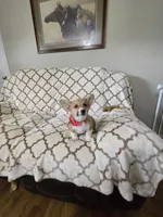 Skip 4-way clear , a male Pembroke Welsh Corgi for sale in Fayetteville, TN – Photo 9 of 10