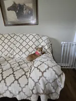 Skip 4-way clear , a male Pembroke Welsh Corgi for sale in Fayetteville, TN – Photo 7 of 10