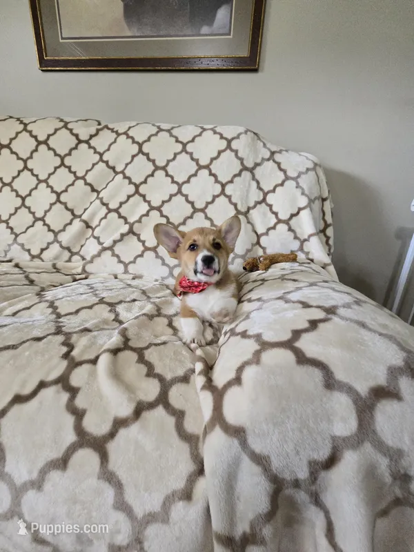 Skip 4-way clear , a male Pembroke Welsh Corgi for sale in Fayetteville, TN – Photo 1 of 10