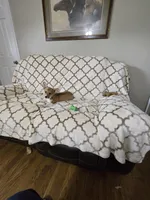 Skip 4-way clear , a male Pembroke Welsh Corgi for sale in Fayetteville, TN – Photo 4 of 10