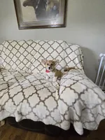 Skip 4-way clear , a male Pembroke Welsh Corgi for sale in Fayetteville, TN – Photo 10 of 10