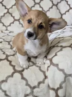 Skip 4-way clear , a male Pembroke Welsh Corgi for sale in Fayetteville, TN – Photo 2 of 10