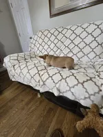 Skip 4-way clear , a male Pembroke Welsh Corgi for sale in Fayetteville, TN – Photo 6 of 10