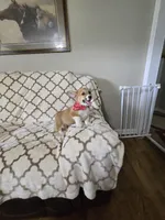 Skip 4-way clear , a male Pembroke Welsh Corgi for sale in Fayetteville, TN – Photo 8 of 10