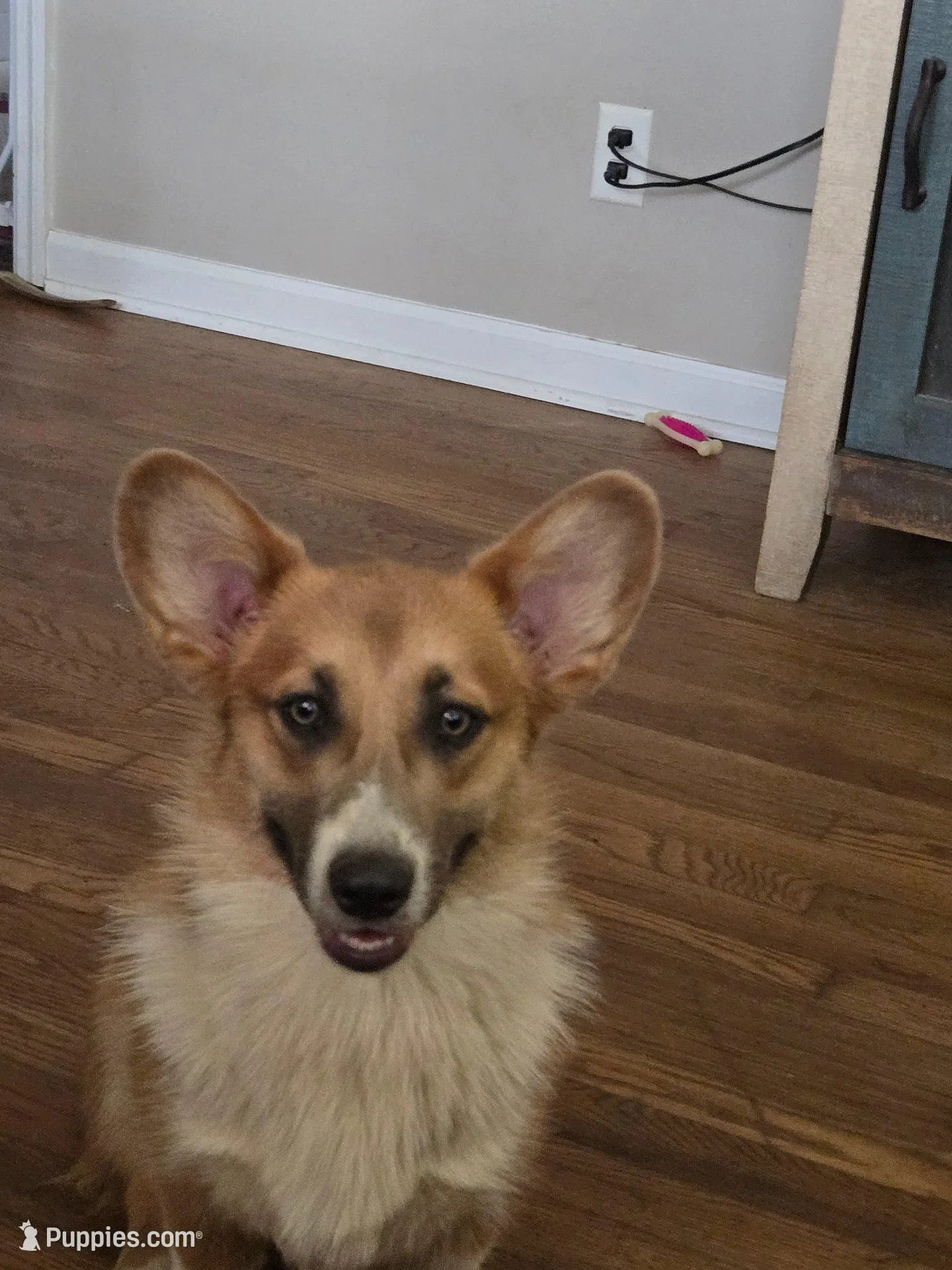 Sophie 4-way clear Red Blueie , a female Pembroke Welsh Corgi for sale in Fayetteville, TN – Photo 5 of 7