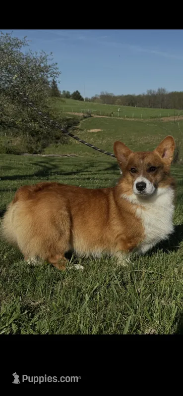 Cheezit-4way-clear-blueie,fluffy carrier  – Pembroke Welsh Corgi puppy for sale in Fayetteville, TN