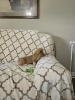 Sophie 4-way clear Red Blueie , a female Pembroke Welsh Corgi for sale in Fayetteville, TN – Photo 7 of 7