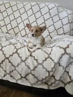 Sophie 4-way clear Red Blueie , a female Pembroke Welsh Corgi for sale in Fayetteville, TN – Photo 2 of 7