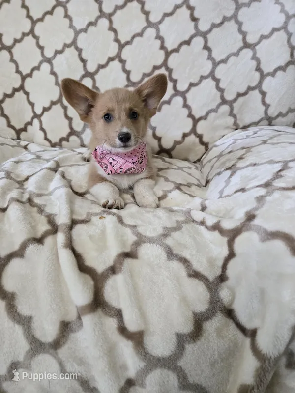 Sophie 4-way clear Red Blueie  – Pembroke Welsh Corgi puppy for sale in Fayetteville, TN