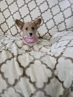 Sophie 4-way clear Red Blueie , a female Pembroke Welsh Corgi for sale in Fayetteville, TN – Photo 1 of 7