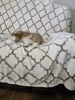 Sophie 4-way clear Red Blueie , a female Pembroke Welsh Corgi for sale in Fayetteville, TN – Photo 3 of 7