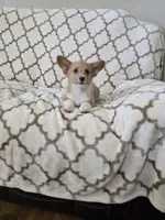 Sophie 4-way clear Red Blueie , a female Pembroke Welsh Corgi for sale in Fayetteville, TN – Photo 5 of 7