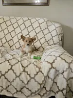 Sophie 4-way clear Red Blueie , a female Pembroke Welsh Corgi for sale in Fayetteville, TN – Photo 4 of 7