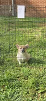 Luna, a female Pembroke Welsh Corgi for sale in Fayetteville, TN – Photo 3 of 5