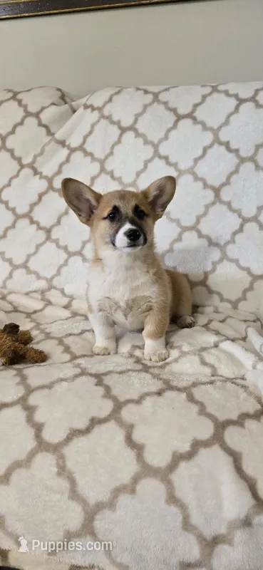 Luna 4-way clear  – Pembroke Welsh Corgi puppy for sale in Fayetteville, TN