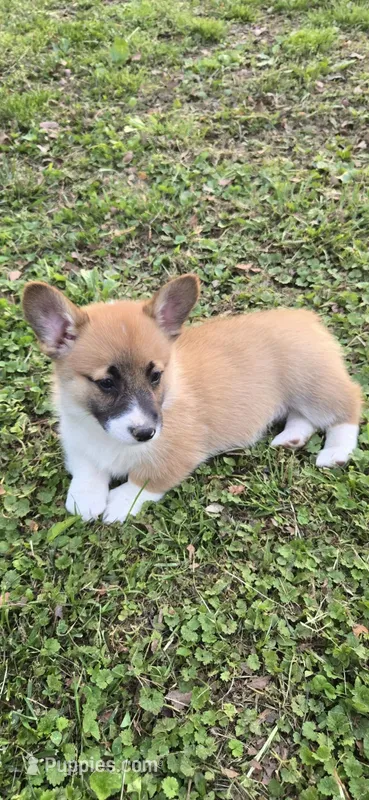 Luna – Pembroke Welsh Corgi puppy for sale in Fayetteville, TN