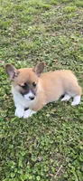 Luna, a female Pembroke Welsh Corgi for sale in Fayetteville, TN – Photo 1 of 5