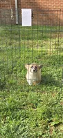Luna, a female Pembroke Welsh Corgi for sale in Fayetteville, TN – Photo 2 of 5