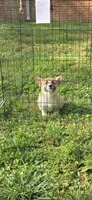 Luna, a female Pembroke Welsh Corgi for sale in Fayetteville, TN – Photo 5 of 5