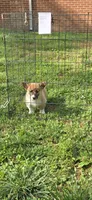 Luna, a female Pembroke Welsh Corgi for sale in Fayetteville, TN – Photo 4 of 5