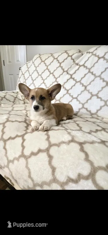 Rookie  4-way clear  – Pembroke Welsh Corgi puppy for sale in Fayetteville, TN