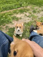 Rookie  4-way clear , a male Pembroke Welsh Corgi for sale in Fayetteville, TN – Photo 2 of 4