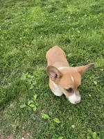 Rookie  4-way clear , a male Pembroke Welsh Corgi for sale in Fayetteville, TN – Photo 3 of 4