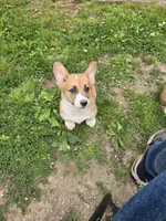 Rookie  4-way clear , a male Pembroke Welsh Corgi for sale in Fayetteville, TN – Photo 4 of 4