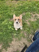 Rookie  4-way clear , a male Pembroke Welsh Corgi for sale in Fayetteville, TN – Photo 1 of 4