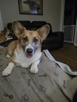 Sophie 4-way clear Red Blueie , a female Pembroke Welsh Corgi for sale in Fayetteville, TN – Photo 6 of 7