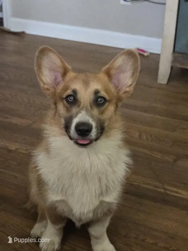 Sophie 4-way clear Red Blueie  – Pembroke Welsh Corgi puppy for sale in Fayetteville, TN