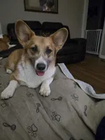 Sophie 4-way clear Red Blueie , a female Pembroke Welsh Corgi for sale in Fayetteville, TN – Photo 7 of 7