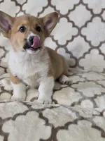 Skip 4-way clear , a male Pembroke Welsh Corgi for sale in Fayetteville, TN – Photo 3 of 8