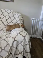 Buzz 4-way clear , a male Pembroke Welsh Corgi for sale in Fayetteville, TN – Photo 4 of 7