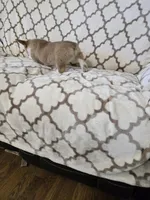 Buzz 4-way clear , a male Pembroke Welsh Corgi for sale in Fayetteville, TN – Photo 6 of 7