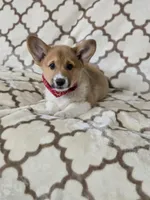 Skip 4-way clear , a male Pembroke Welsh Corgi for sale in Fayetteville, TN – Photo 2 of 8