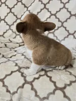 Skip 4-way clear , a male Pembroke Welsh Corgi for sale in Fayetteville, TN – Photo 5 of 8