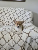 Buzz 4-way clear , a male Pembroke Welsh Corgi for sale in Fayetteville, TN – Photo 7 of 7