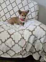 Buzz 4-way clear , a male Pembroke Welsh Corgi for sale in Fayetteville, TN – Photo 5 of 7