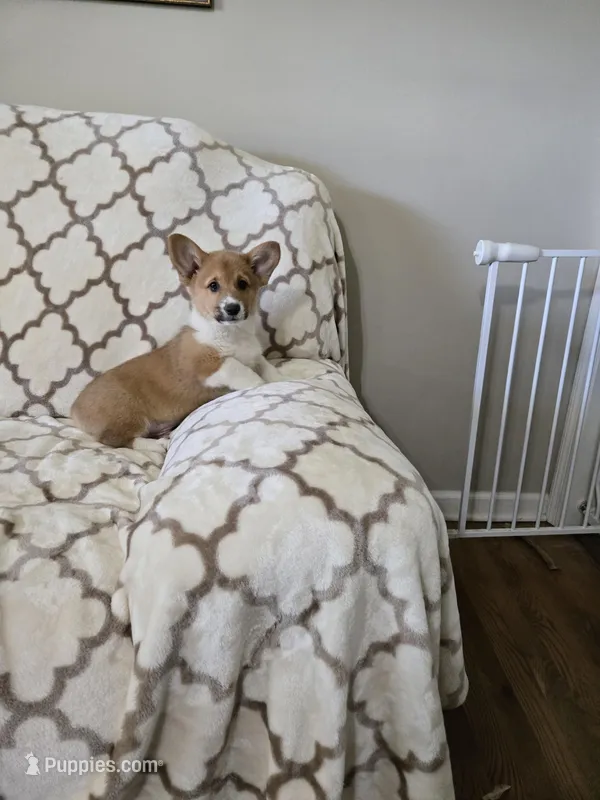 Buzz 4-way clear  – Pembroke Welsh Corgi puppy for sale in Fayetteville, TN