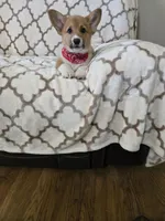 Buzz 4-way clear , a male Pembroke Welsh Corgi for sale in Fayetteville, TN – Photo 3 of 7