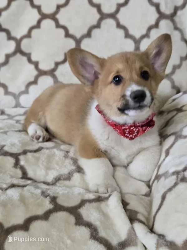 Skip 4-way clear  – Pembroke Welsh Corgi puppy for sale in Fayetteville, TN